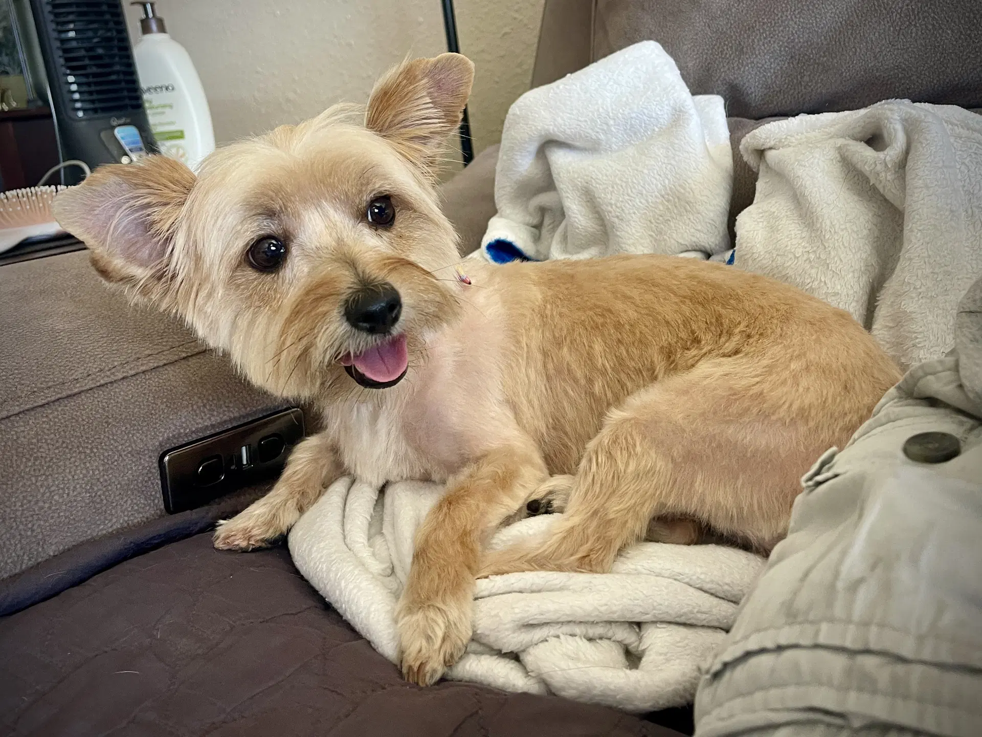 Harley - Yorkshire Terrier Yorkie