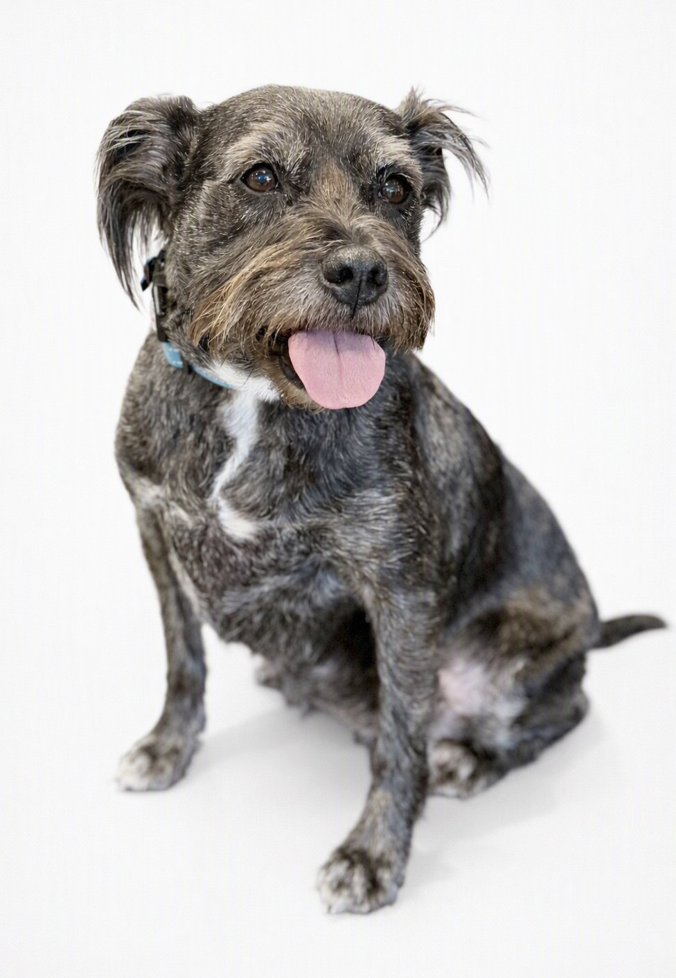 Jasmine, Schnauzer