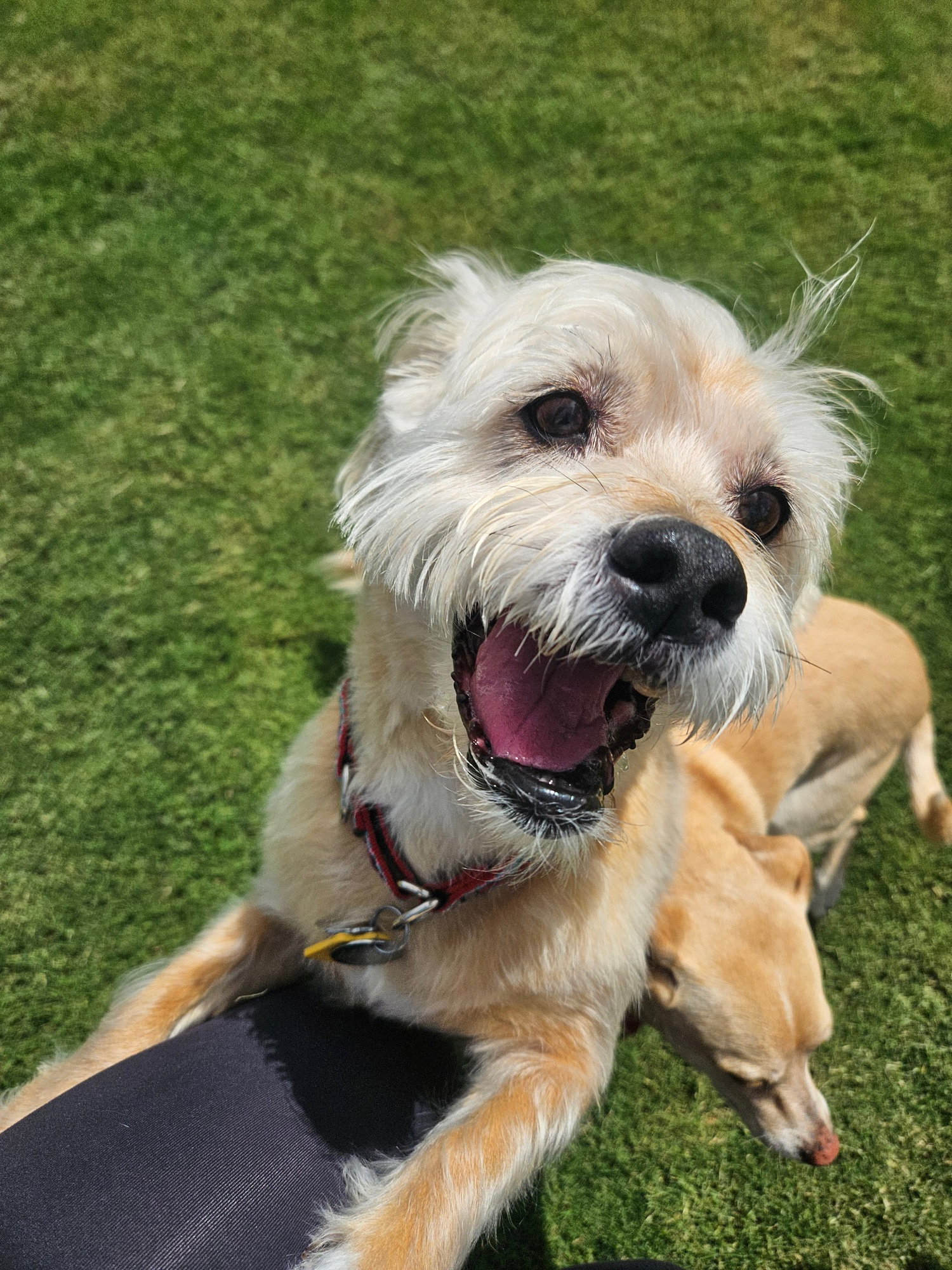 Lexi-Wheaten, Wheaten Terrier