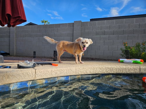 Photo 2 of Lexi-Wheaten