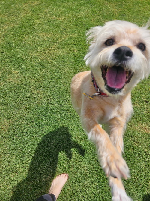 Photo 4 of Lexi-Wheaten