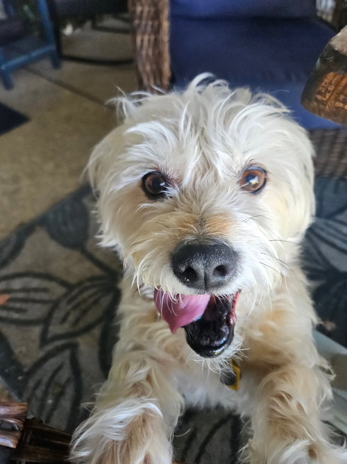 Photo 5 of Lexi-Wheaten