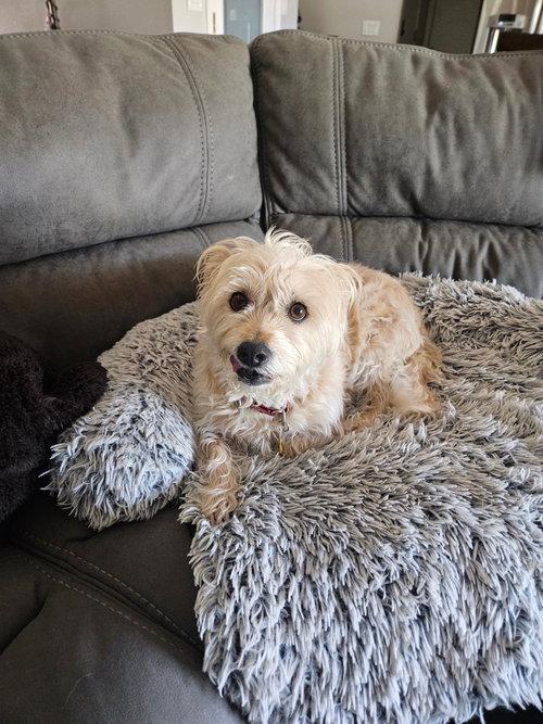 Photo 6 of Lexi-Wheaten