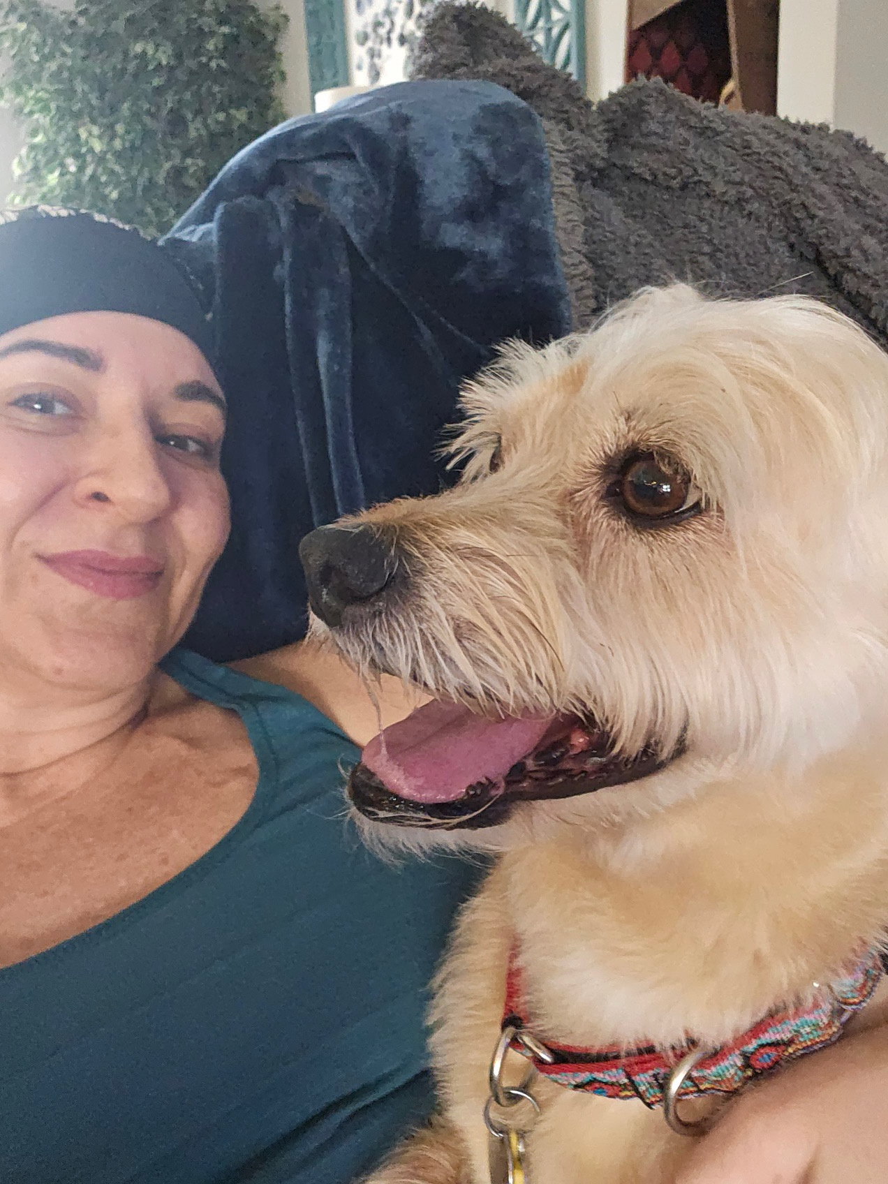 Lexi-Wheaten, photo 9