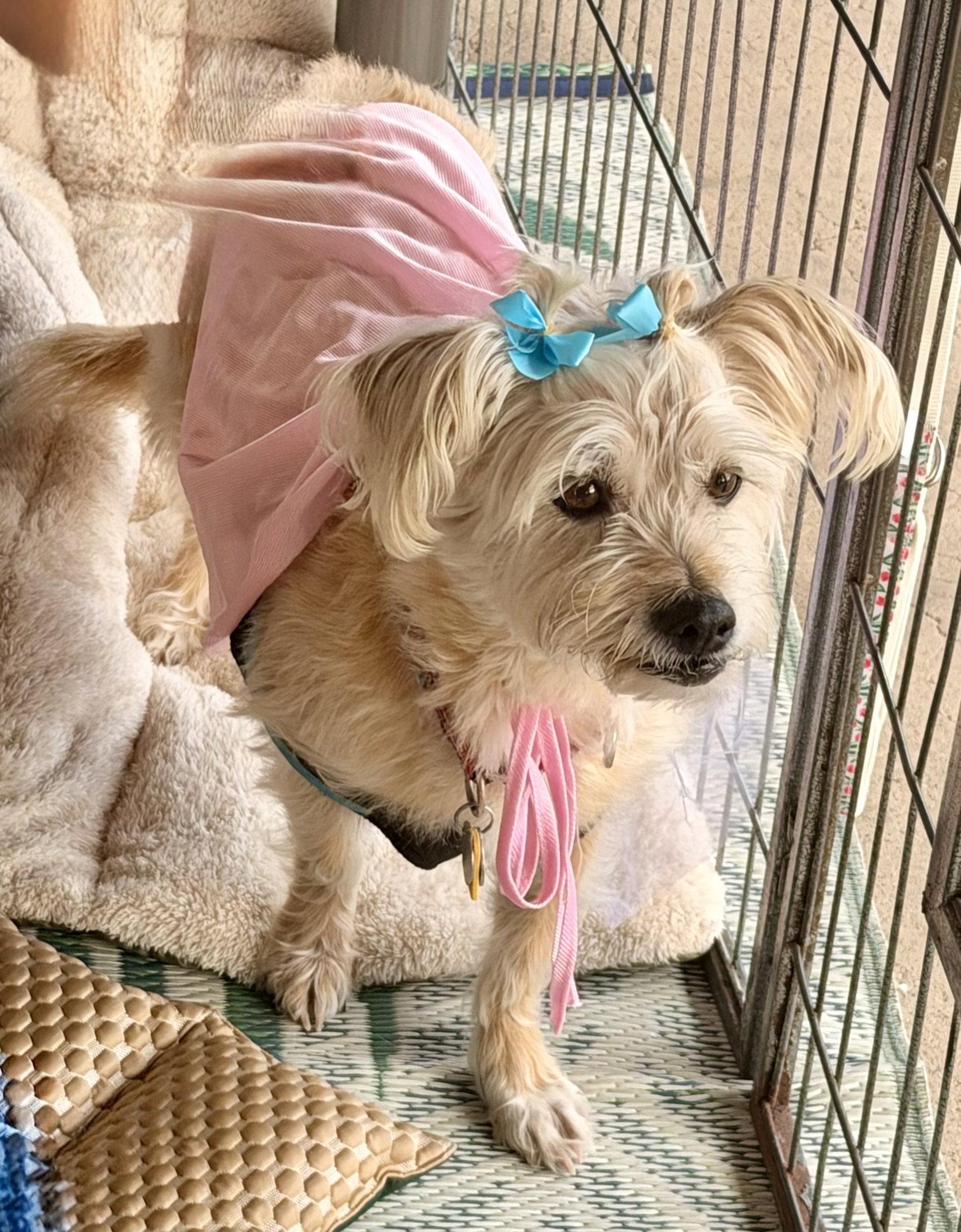 Lexi-Wheaten, photo 2