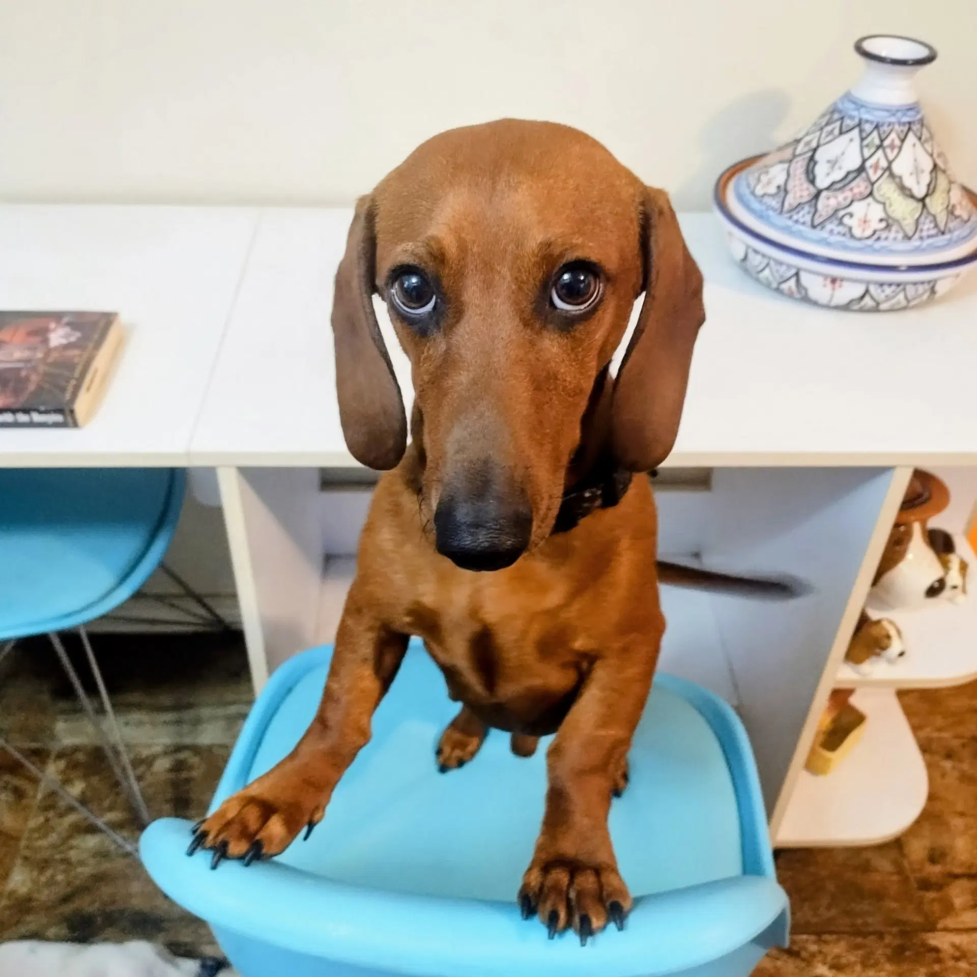 Clifford - Dachshund