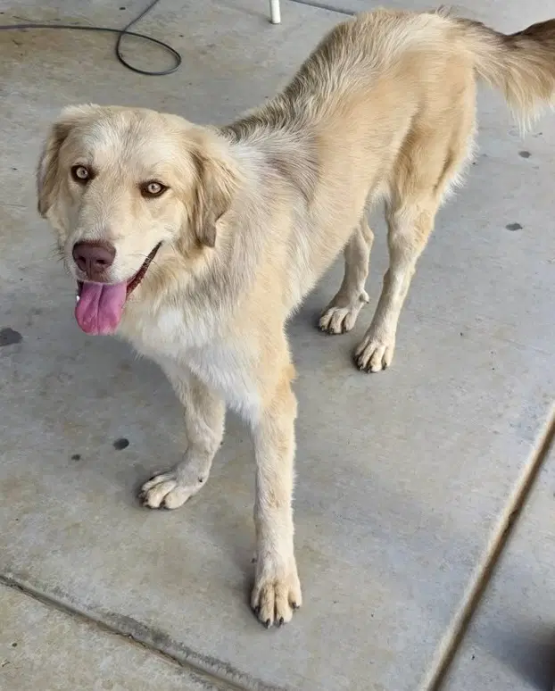 Athena - Australian Shepherd