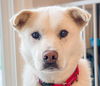 adoptable Dog in San Ramon, CA named Somi