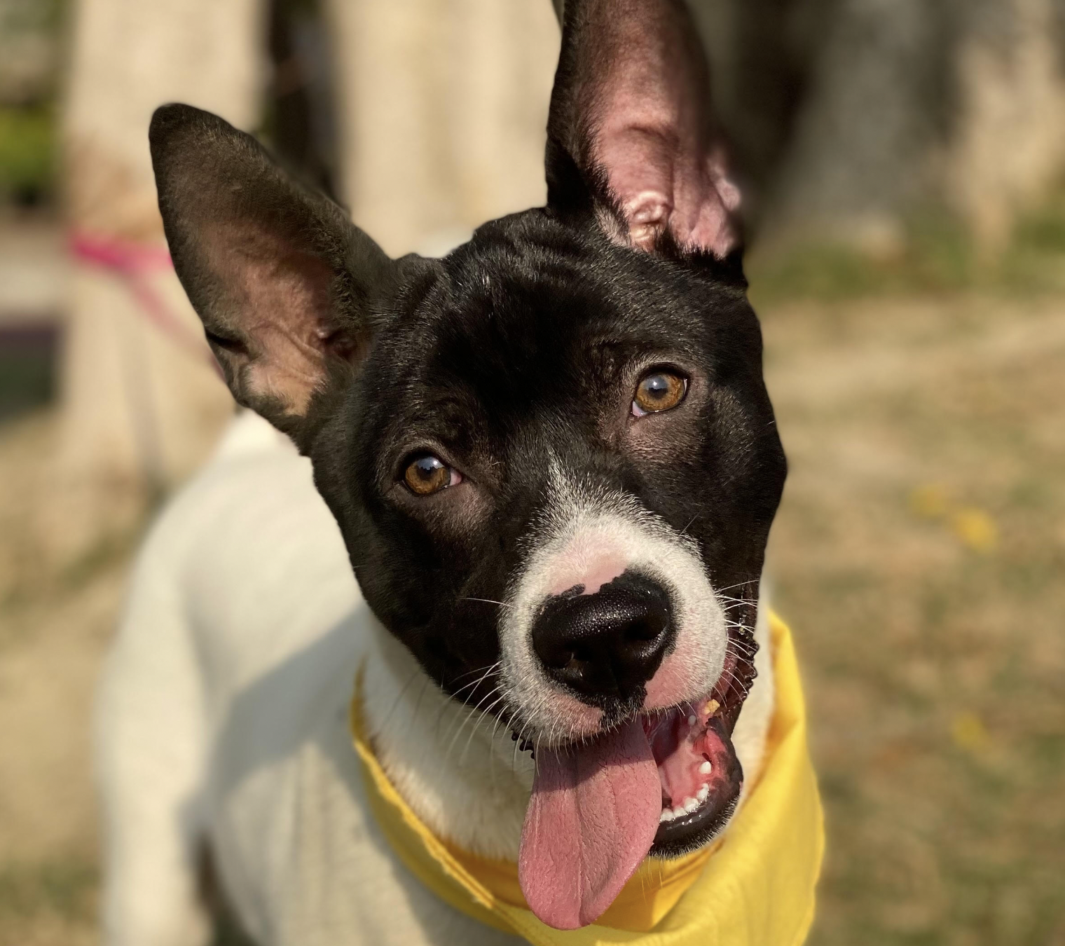 adoptable Dog in San Ramon, CA named Toffee