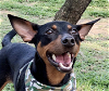 adoptable Dog in san ramon, CA named Bennie