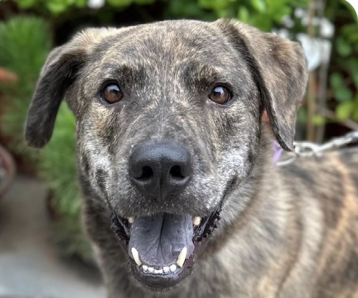 adoptable Dog in San Ramon, CA named Tiger