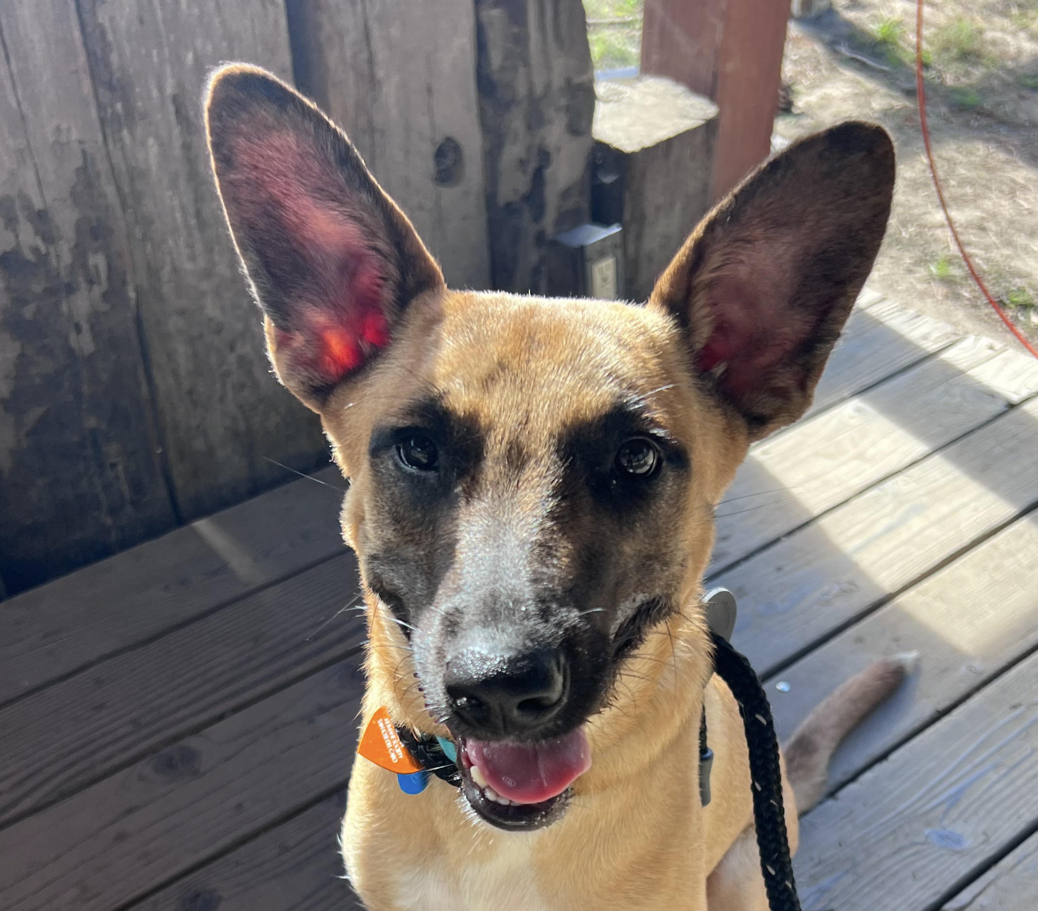 adoptable Dog in San Ramon, CA named Chestnut