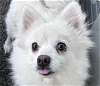 adoptable Dog in san ramon, CA named Bagel