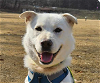 adoptable Dog in san ramon, CA named Bongu