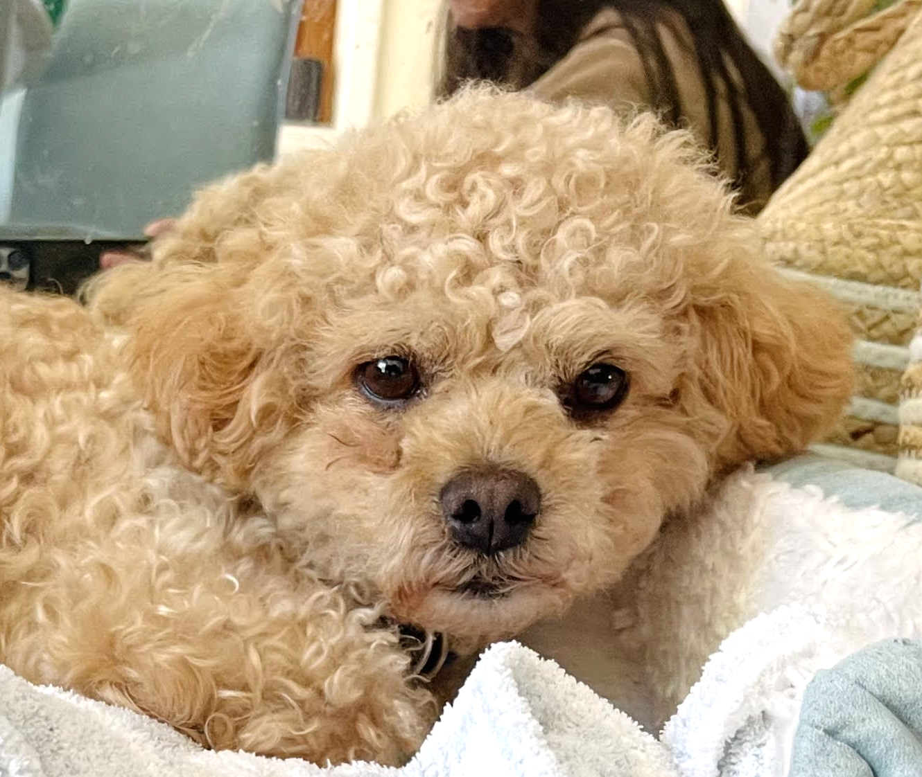 adoptable Dog in San Ramon, CA named Golden