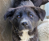 adoptable Dog in san ramon, CA named Angel