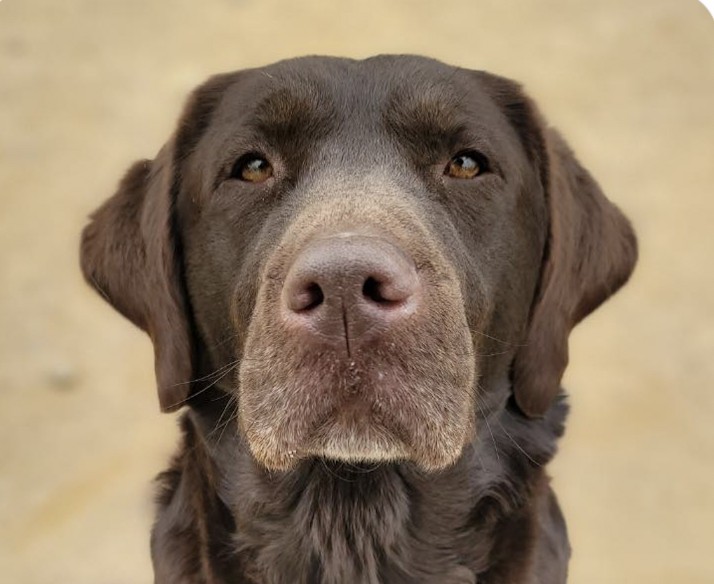 adoptable Dog in San Ramon, CA named Ellie