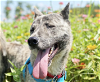 adoptable Dog in san ramon, CA named Arthur