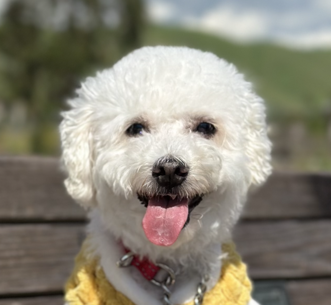 adoptable Dog in San Ramon, CA named Fox