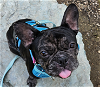 adoptable Dog in san ramon, CA named Bubbles