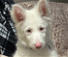 adoptable Dog in san ramon, CA named Bailey