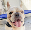 adoptable Dog in san ramon, CA named Berrie