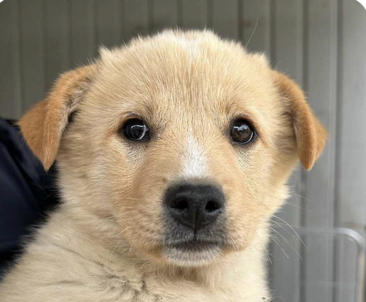 adoptable Dog in San Ramon, CA named Buddy