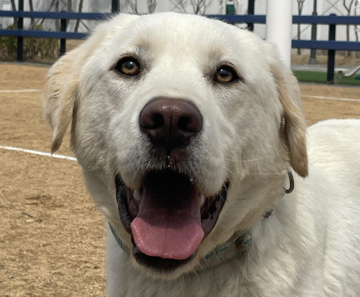 adoptable Dog in San Ramon, CA named Cody