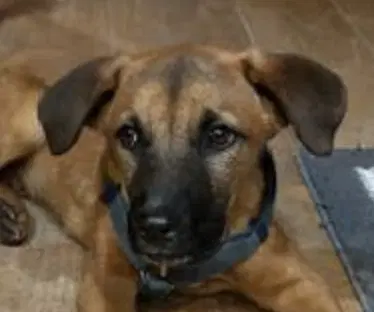 Max - Jindo (Korean)