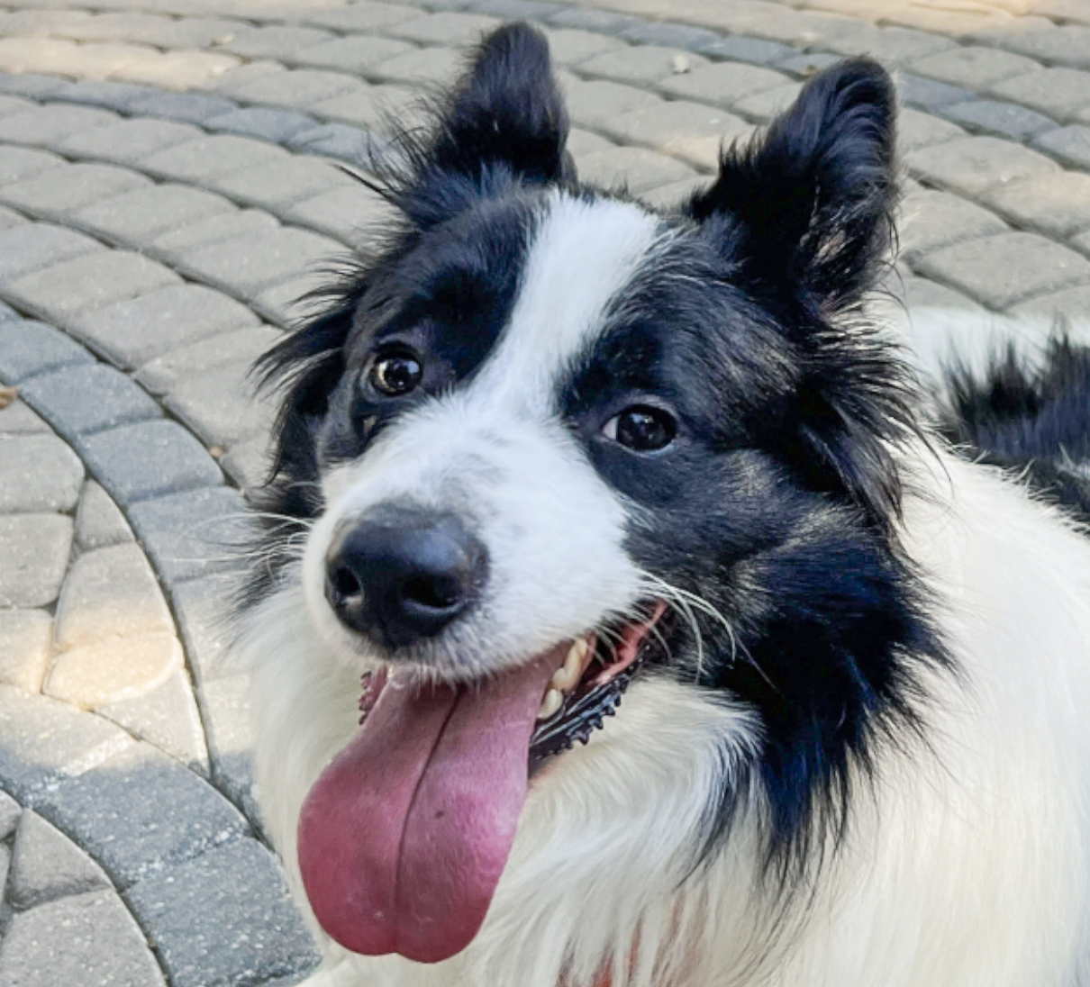 adoptable Dog in San Ramon, CA named Levi