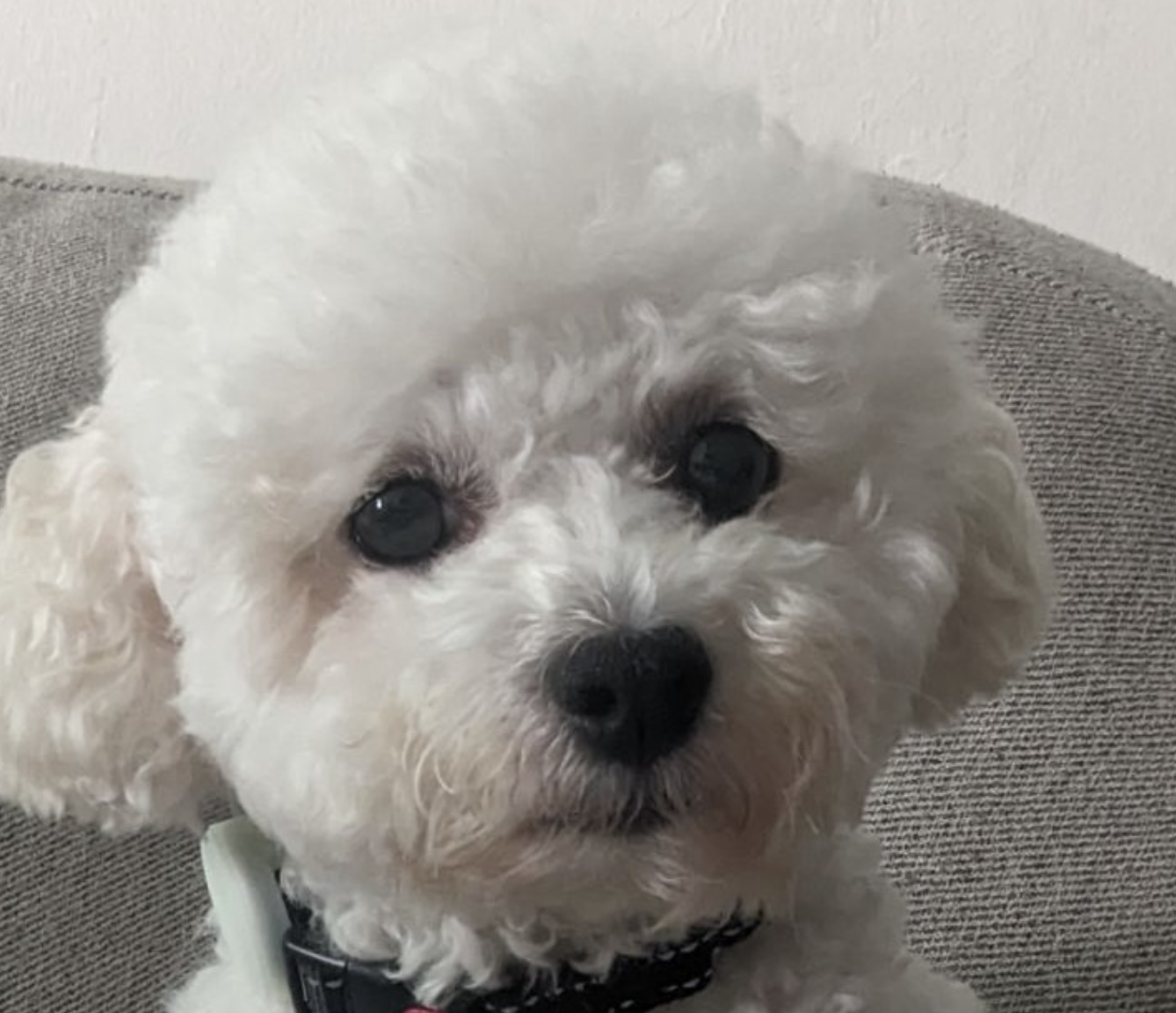 Dog adoption in San Ramon, CA 94582 Bichon Frise Dog "Poi"