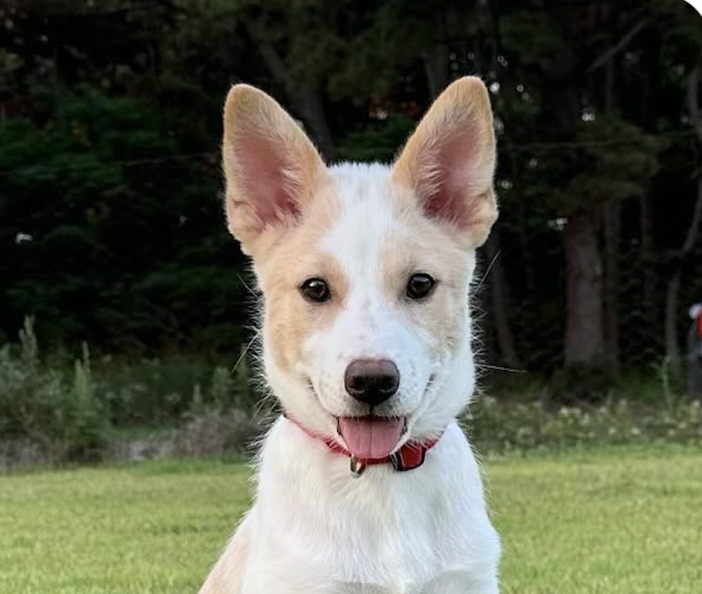 adoptable Dog in San Ramon, CA named Pine