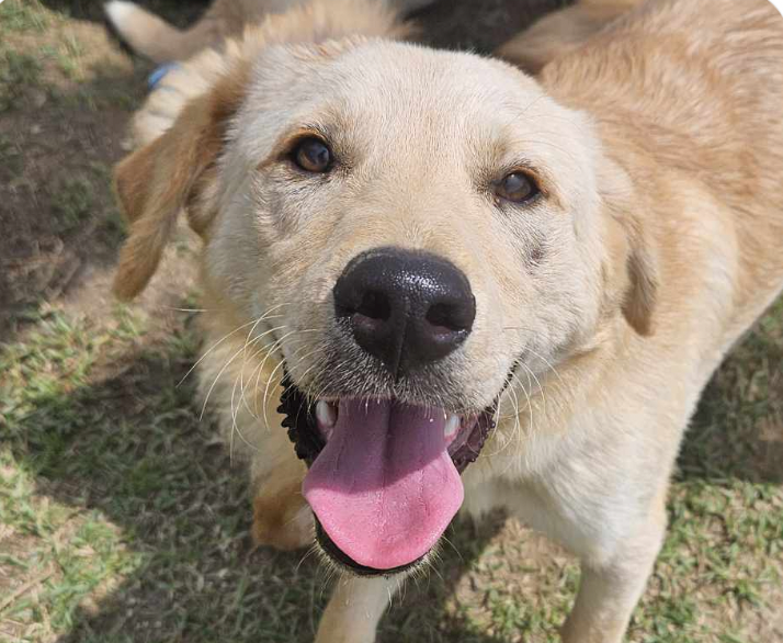 adoptable Dog in San Ramon, CA named Bud