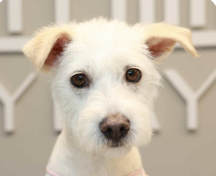 adoptable Dog in San Ramon, CA named Anna