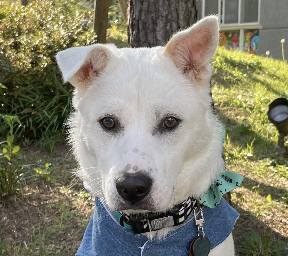 adoptable Dog in San Ramon, CA named Olaf