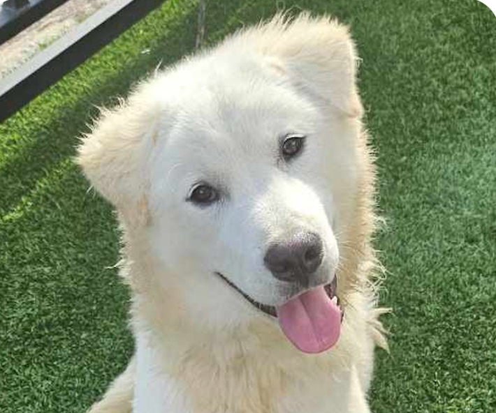 adoptable Dog in San Ramon, CA named Teddy