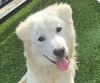 adoptable Dog in San Ramon, CA named Teddy