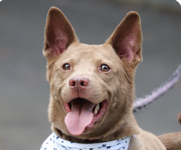 adoptable Dog in San Ramon, CA named Toffee