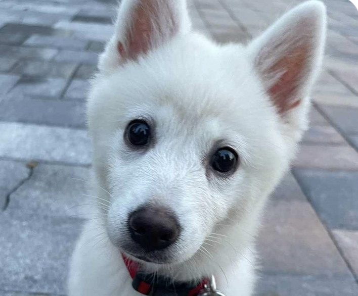 adoptable Dog in San Ramon, CA named Namie