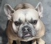 adoptable Dog in  named Sadie