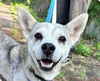 adoptable Dog in San Ramon, CA named Momo