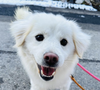adoptable Dog in  named Rose