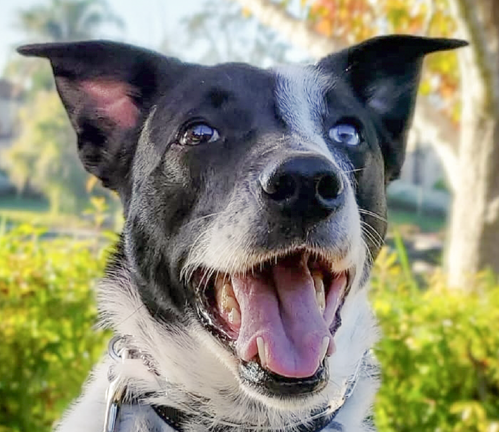 adoptable Dog in San Ramon, CA named Zuko