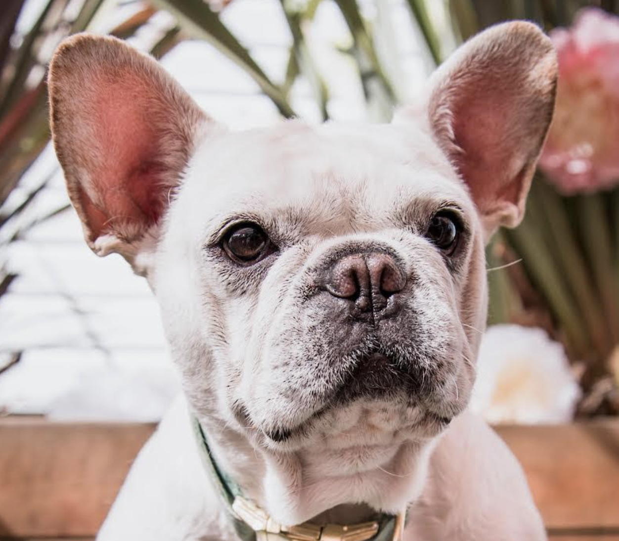 adoptable Dog in San Ramon, CA named Ivy
