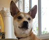 adoptable Dog in  named Kkuya