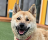 adoptable Dog in  named Wink