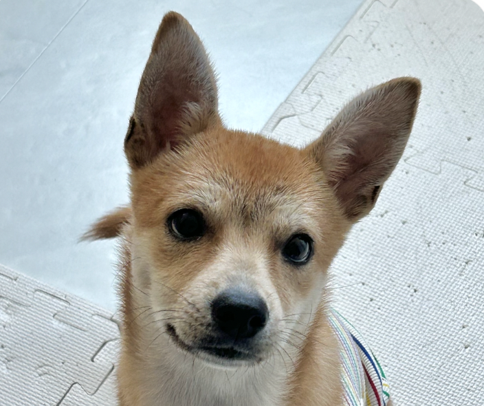 adoptable Dog in San Ramon, CA named Kkuni