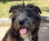 adoptable Dog in San Ramon, CA named Mori