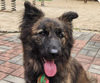 adoptable Dog in San Ramon, CA named Pancake