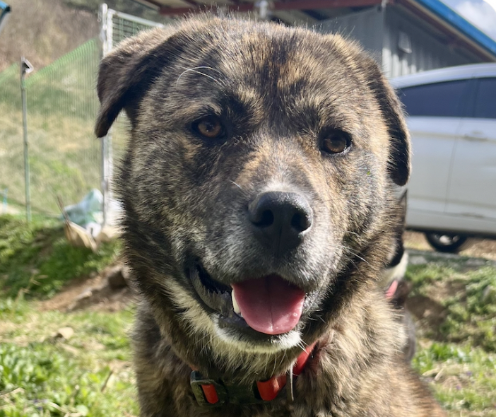 adoptable Dog in San Ramon, CA named Bat